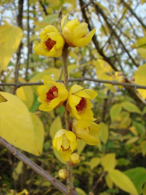 Chimonanthus praecox P5
